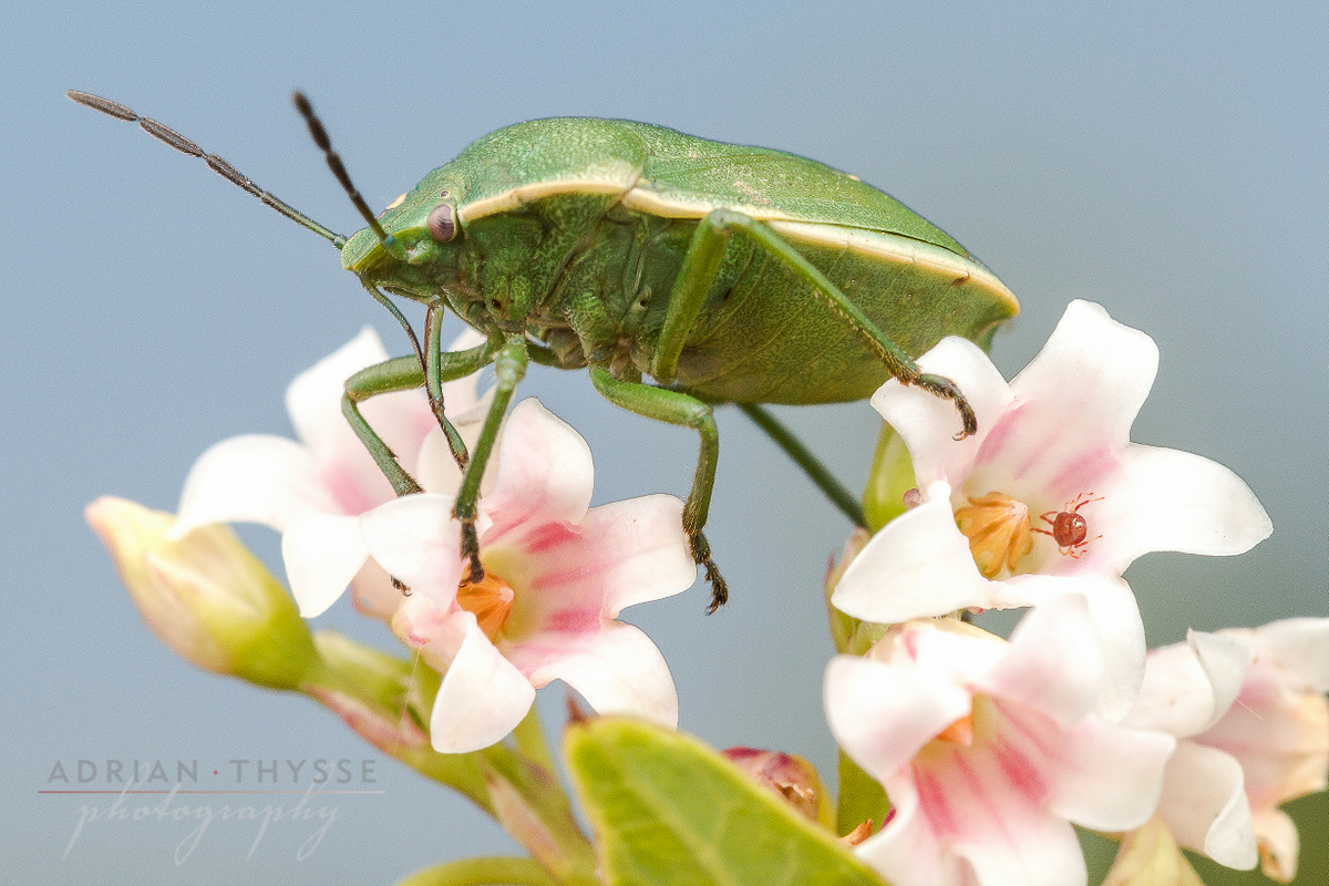 Green Stink Bug (Chorochroa sp.)  by Adrian Thysee ©